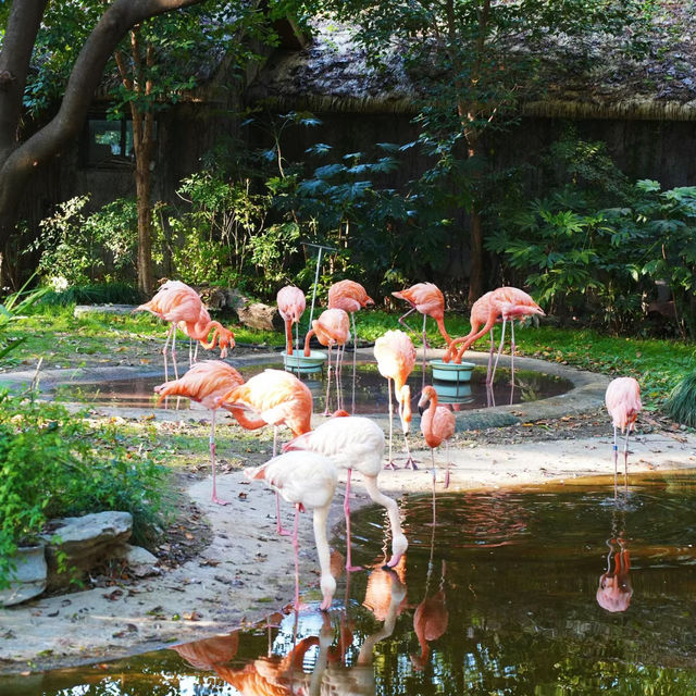 【金澤動物園】可愛動物表演，充實又開心的遊覽體驗！