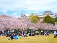 兵庫・姫路城櫻海