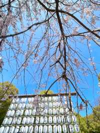 【上野駅・上野公園】2024上野にも春が来ています