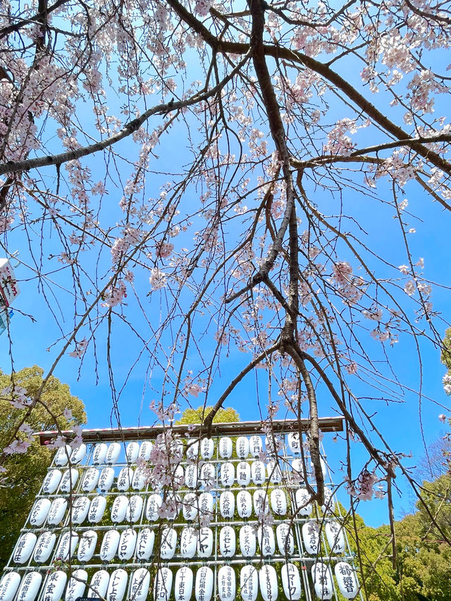 【上野駅・上野公園】2024上野にも春が来ています