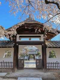 【愛知】名古屋市内でひと足早く桜しだれ桜が咲くお寺