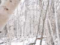 알래스카의 자작나무숲 트래킹을 경험해 보세요! ❄️페어뱅크스❄️