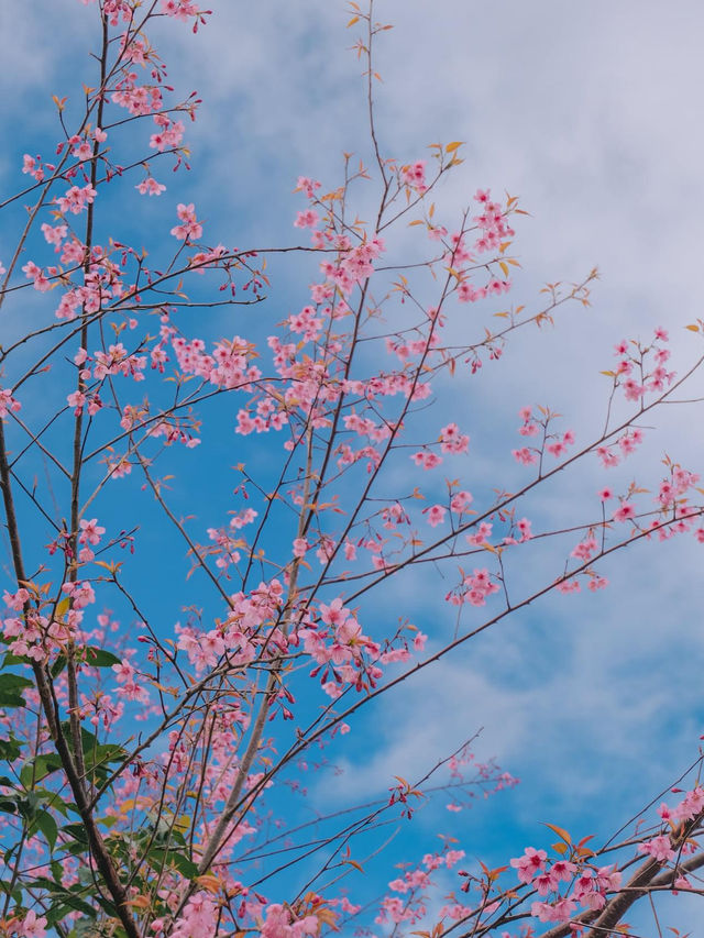 เชียงใหม่ก็มีดอกซากุระ 🌸