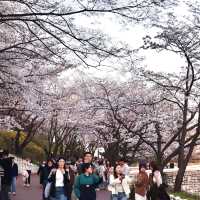 Discover Cherry Blossoms at Seokchon Lake 🌸