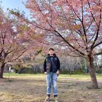 東京🇯🇵小金井公園🌸賞櫻花