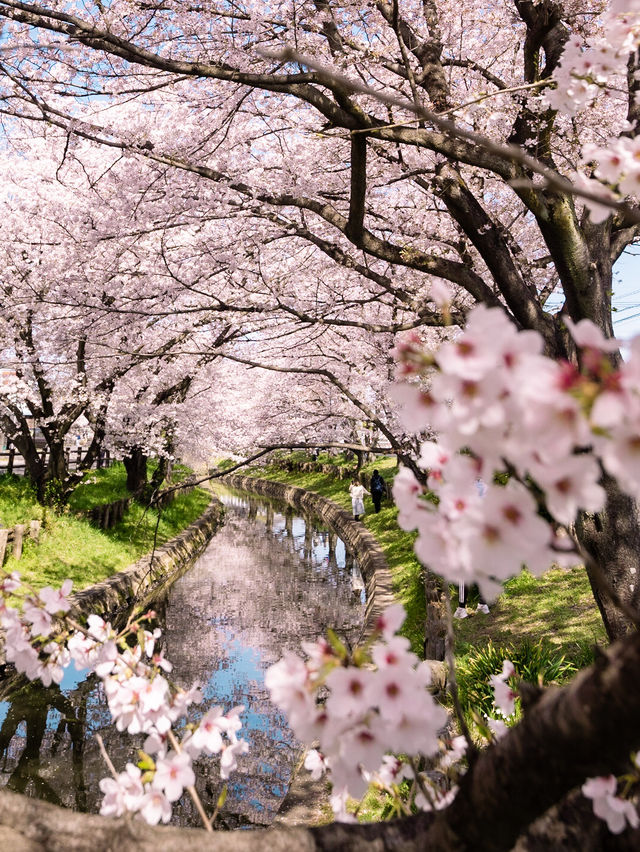 【埼玉の名所！】川越氷川神社の裏手にある桜並木が美しい！🌸