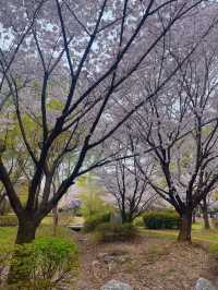 인천 벚꽃 명소🌸 가족, 연인과 조용하게 주말 나들이로 딱 !