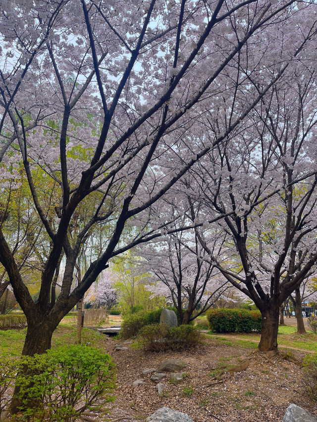 인천 벚꽃 명소🌸 가족, 연인과 조용하게 주말 나들이로 딱 !