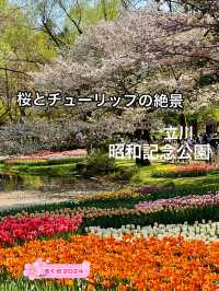 【立川】昭和記念公園の桜とチューリップは、絶対に見てほしい