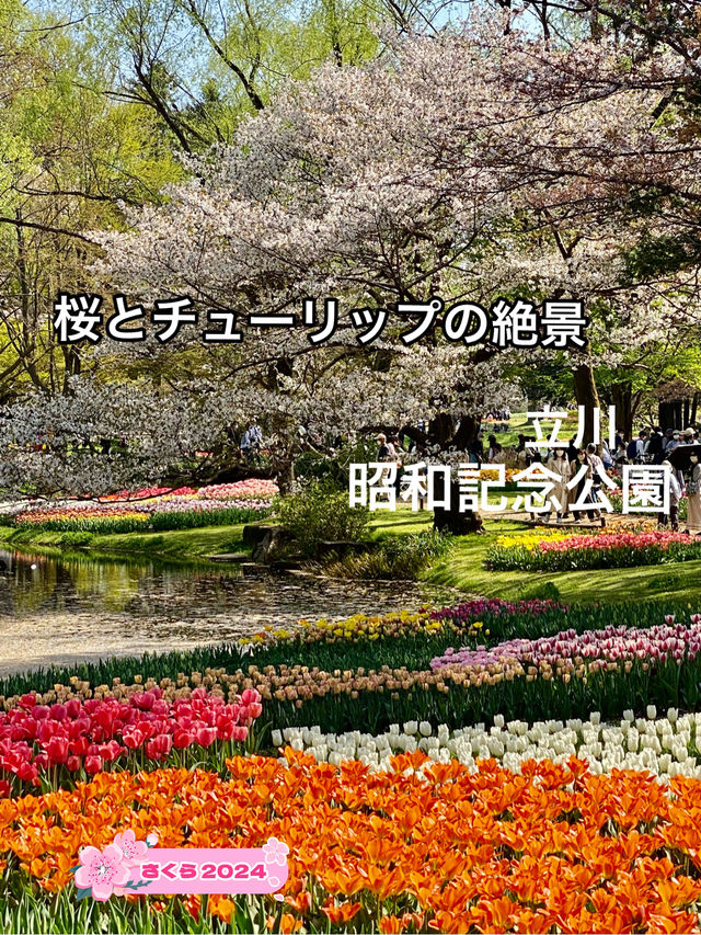 【立川】昭和記念公園の桜とチューリップは、絶対に見てほしい