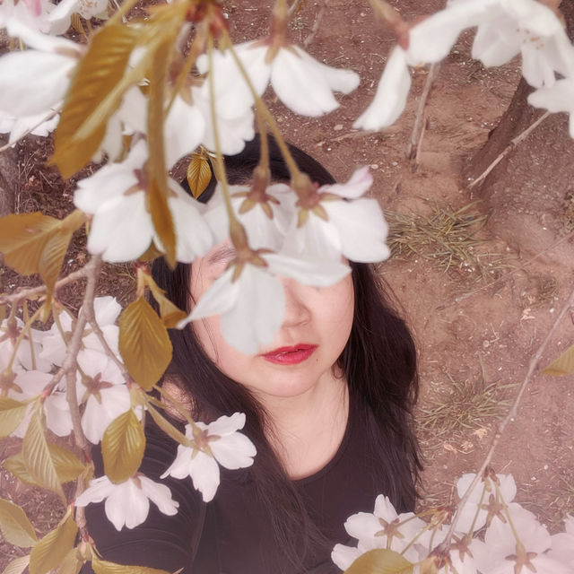 Seoul Cherry Blossoms:Seoul National Cemetery
