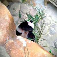 Panda-Monium In The Best Way Possible 