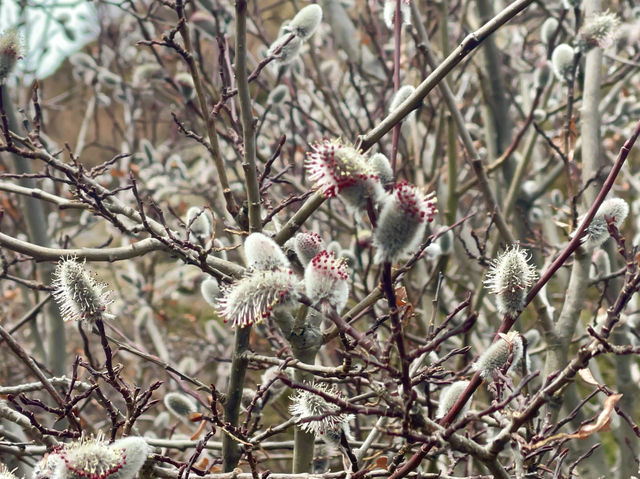 The landscape displays of wild plum blossoms🌸