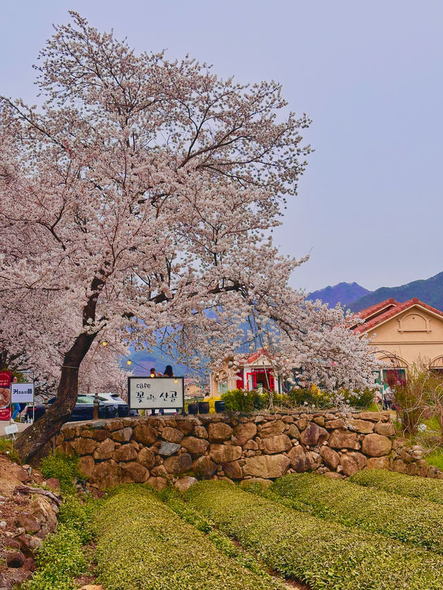 곳곳에 분홍빛이 가득한 경남 하동 벚꽃여행🌸