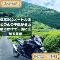 天空の茶畑
