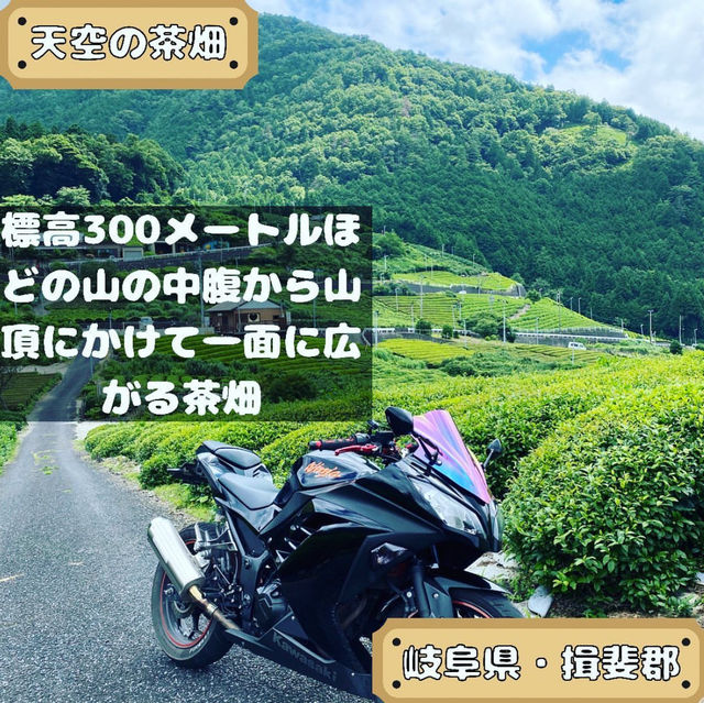天空の茶畑