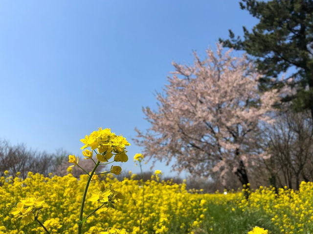 「秋田櫻花與油菜花之路」：🌸春天賞櫻、油菜花，免費停車位