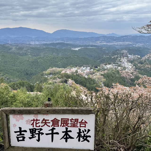 【奈良】必見！感動の千本桜