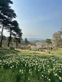 수선화를 볼 수 있는 유기방가옥 🌼