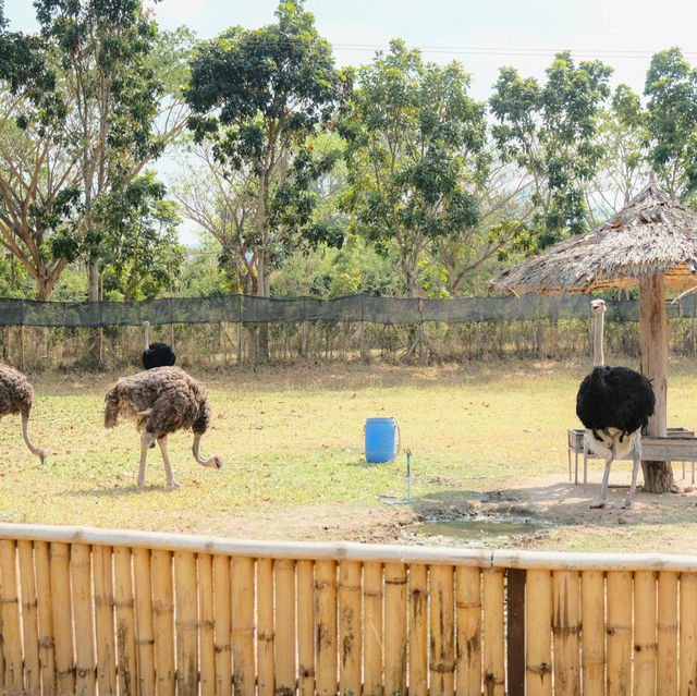 Alpaca Hill 🌳🌤️