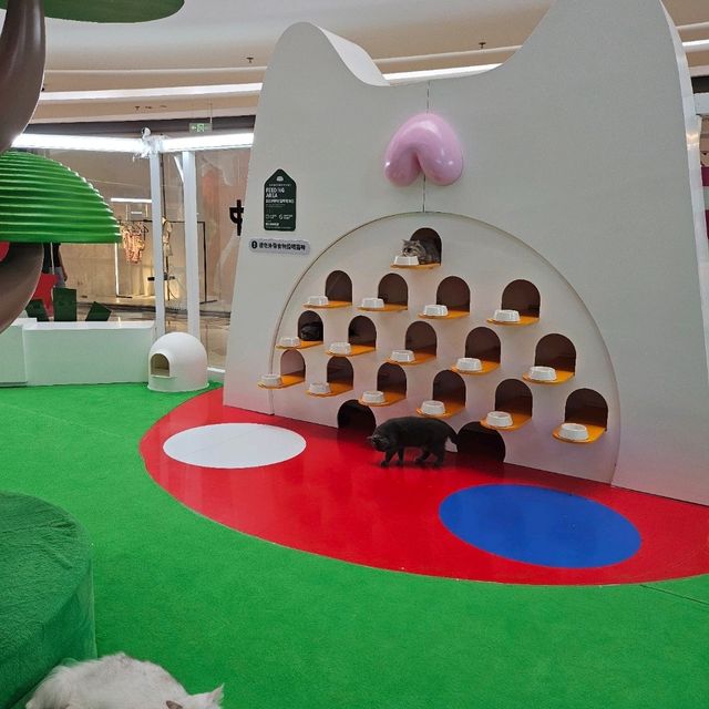 貓癡必去超能貓空間🐱🐈🐈‍⬛