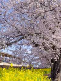 【栃木】国谷駅沿いに咲く桜並木と菜の花