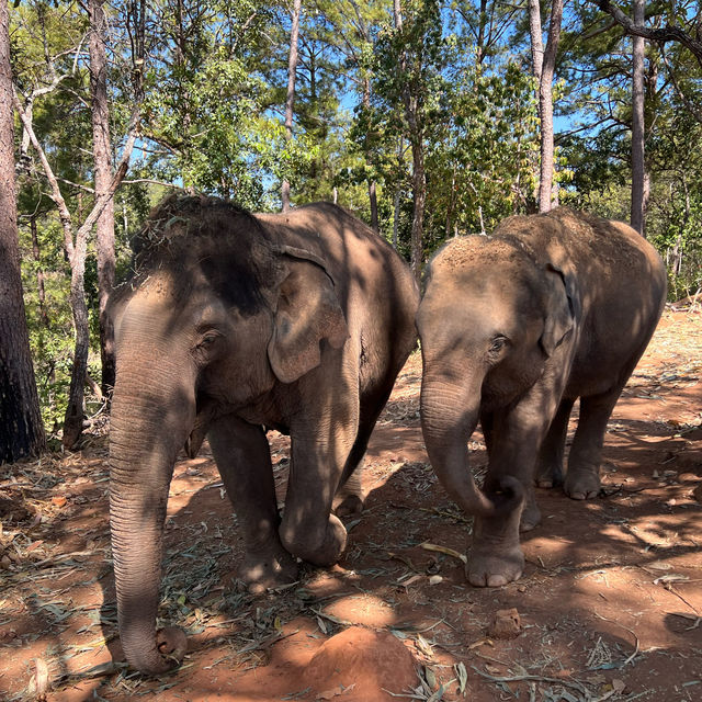 Elephant reservation - half day trip