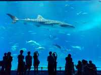 🌊ท่องโลกใต้ทะเลที่ Okinawa Churaumi Aquarium