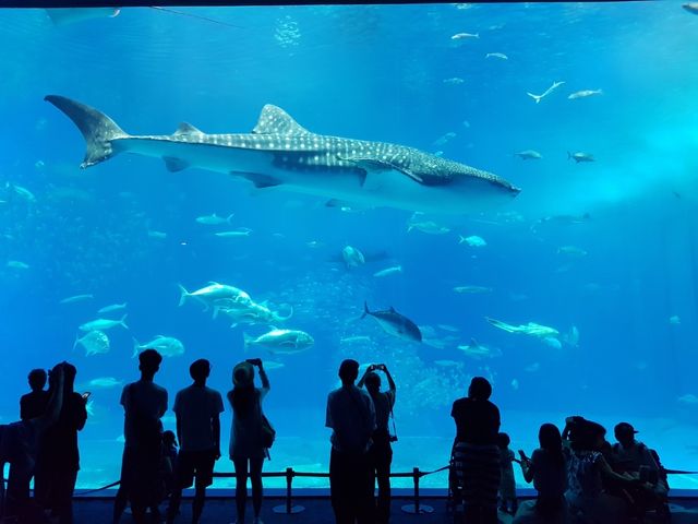 🌊ท่องโลกใต้ทะเลที่ Okinawa Churaumi Aquarium