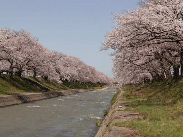 奏でましょう🎵春の四重奏