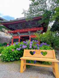 【茨城】紫陽花の水中花が絶景すぎる💙一度は行きたいあじさい寺