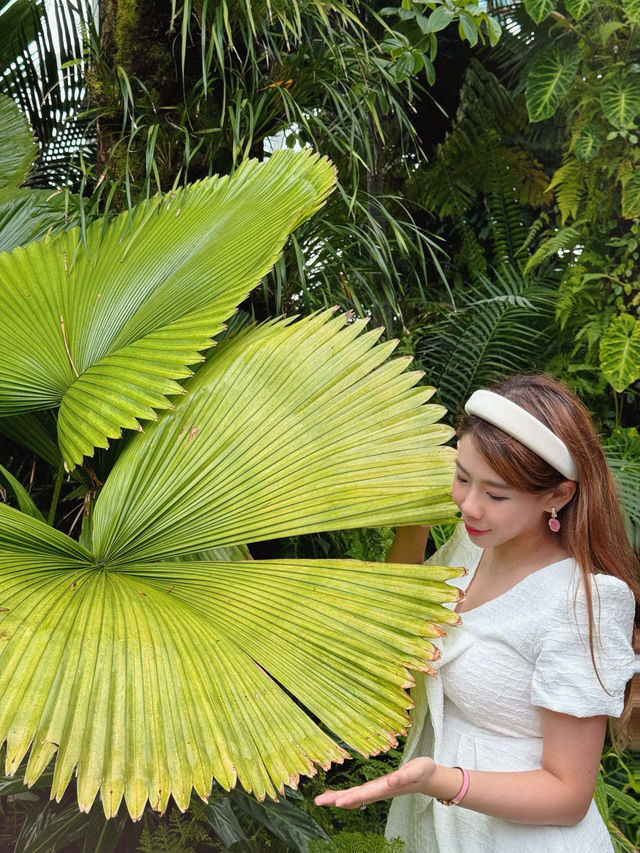 新加坡巨型溫室花園！400,000棵特色植物打卡！