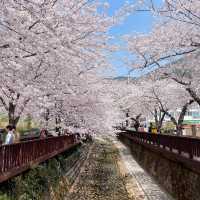 전국에서 가장 유명한 벚꽃축제 군항제🌸