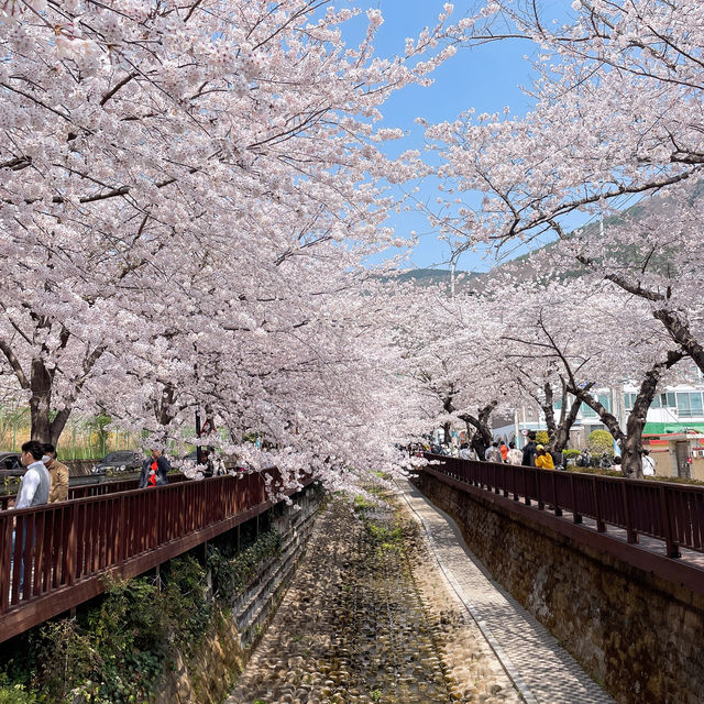 전국에서 가장 유명한 벚꽃축제 군항제🌸