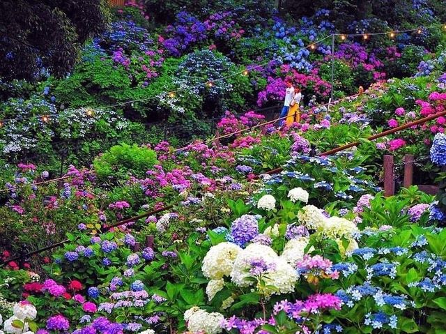 形原溫泉紫陽花故里