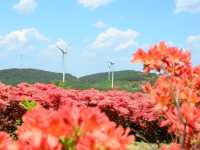 杜鵑花聖地宮城縣德仙丈山