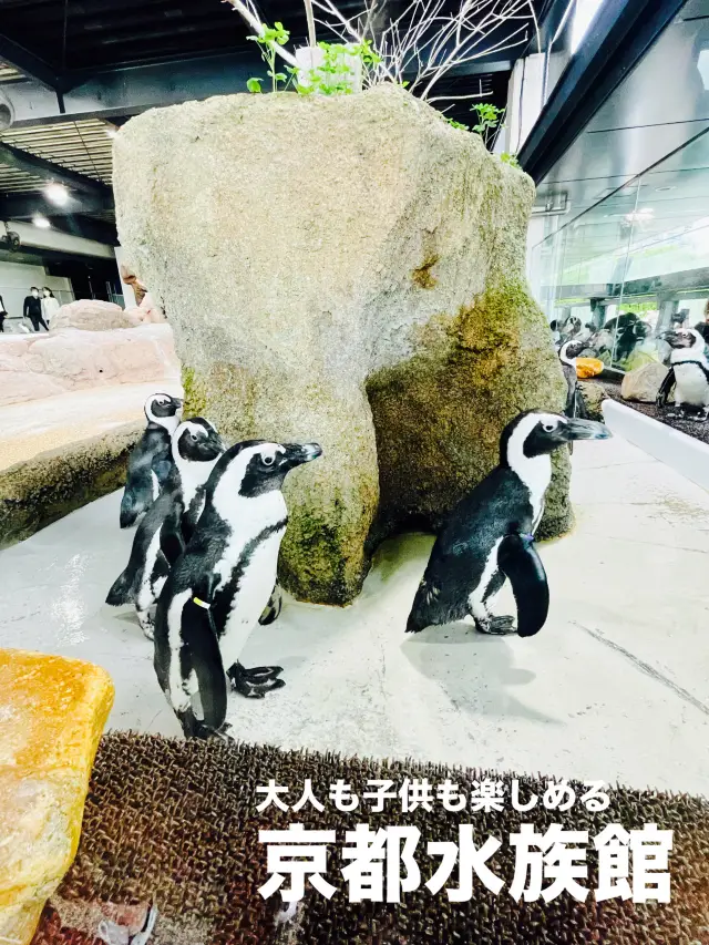 【京都府】京都駅からアクセス抜群!京都水族館を楽しむ