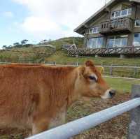 【八丈島】無料ではいれる牧場🐮