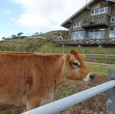 【八丈島】無料ではいれる牧場🐮