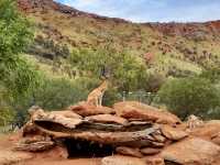 Alice Springs Desert Park