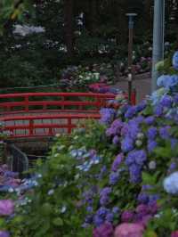 中部地方最大規模の紫陽花スポット‼️夜のライトアップもホタルも楽しめる😍
