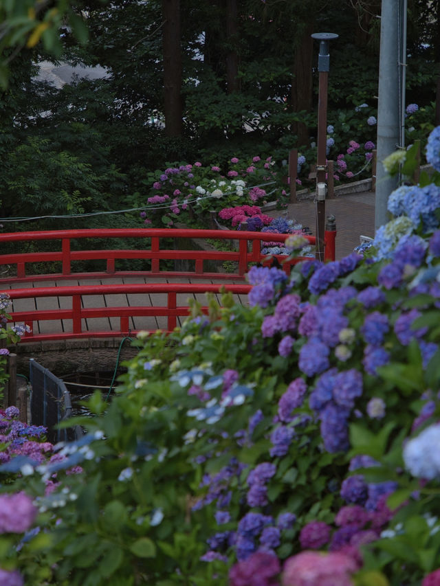 中部地方最大規模の紫陽花スポット‼️夜のライトアップもホタルも楽しめる😍