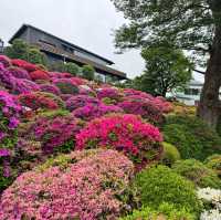「東京根津神社杜鵑花祭，必去景點！」
