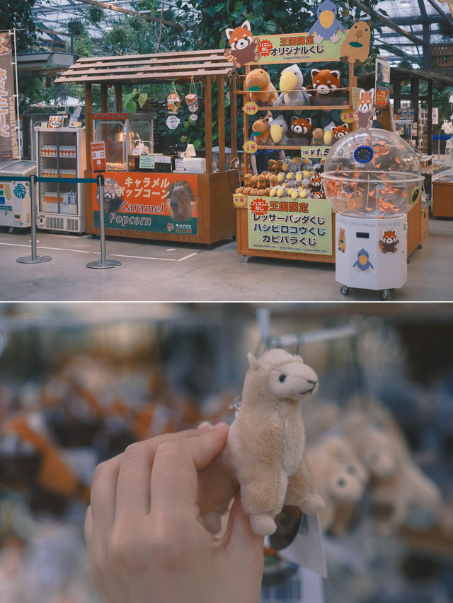 日本｜ 神戶動物王國 近距離接觸水豚君～