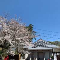 【小田原城址公園】全年適合遊覽，景色優美