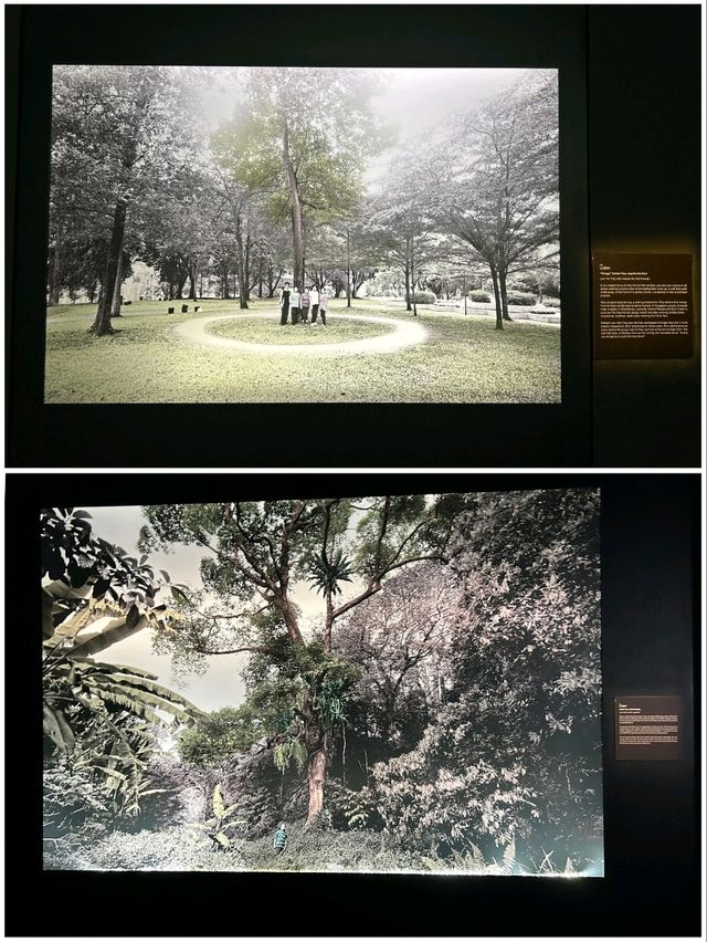 Singapore the Very Old Trees