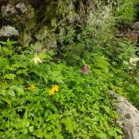 日本アルプス　高山植物