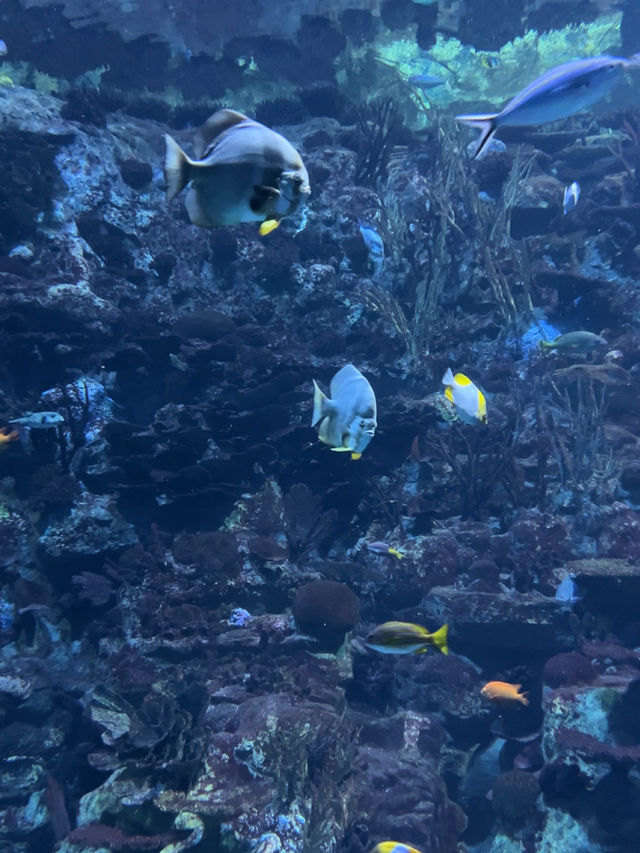 Review 🐠 อควาเรียมที่ตั้งอยู่ภายใน Ocean Park