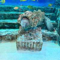 首爾COEX水族館：親子遊不能錯過的景點