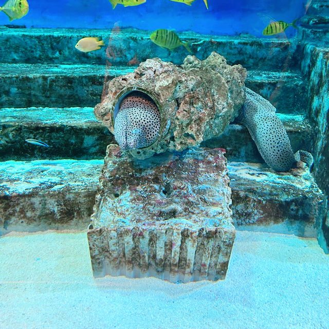 首爾COEX水族館：親子遊不能錯過的景點